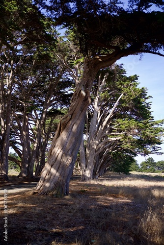 old growth cypress pine tree tunnel