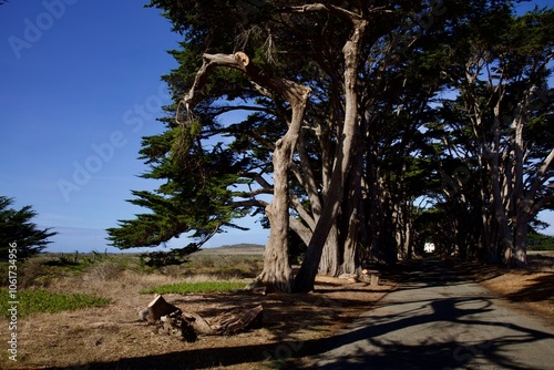 old growth cypress pine tree tunnel