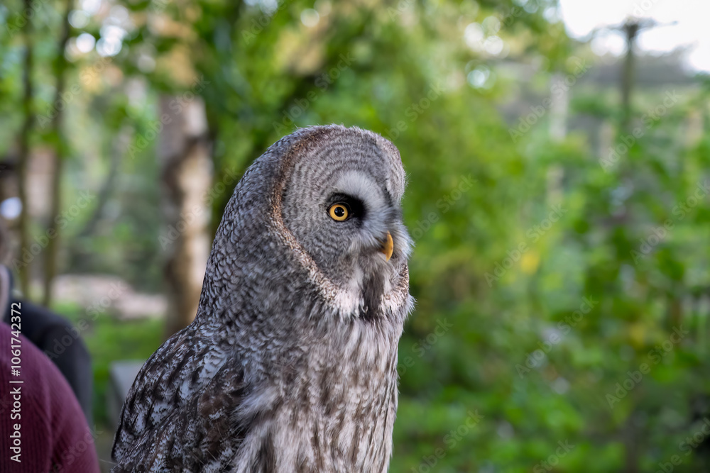 Fototapeta premium close-up of a great grey owl (Strix nebulosa) 