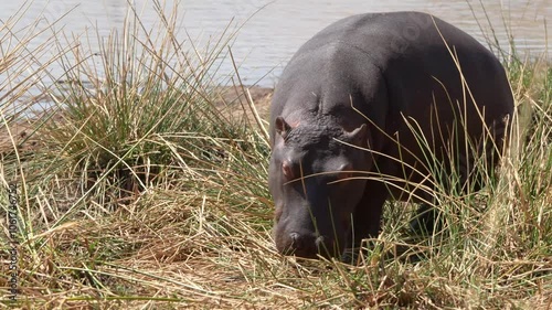 A 4K High Res clip of a baby hippo grazing on the riverbank, capturing its adorable feeding behavior and calm presence by the water in the wild. Taken during a Safari Game Drive in South Africa