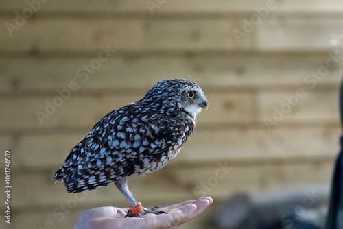 close-up of a burrowing owl (Athene cunicularia, shoco) on the palm of a human hand photo