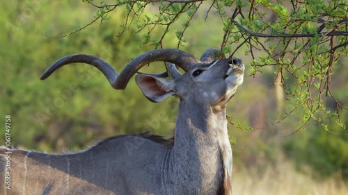 A stunning 4K High Res video clip of a male kudu with impressive, spiraled horns feeding on a green acacia tree, captured in the golden glow of the afternoon sun. Taken during a Safari Game Drive