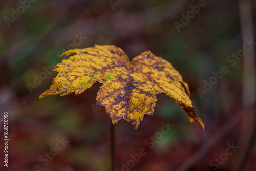 A view to colorful autumn leaves in detail with soft bokeh background  photo