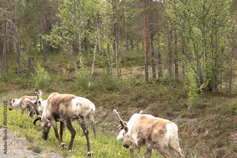 Obraz premium reindeer at the roadside