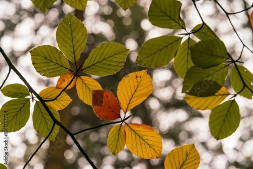 A view to colorful autumn leaves in detail with soft bokeh background  photo