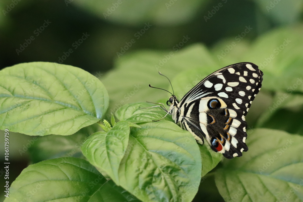 Close up black and white butterfly with geometric wings on a leaf Close up black and white butterfly with geometric wings on a leaf