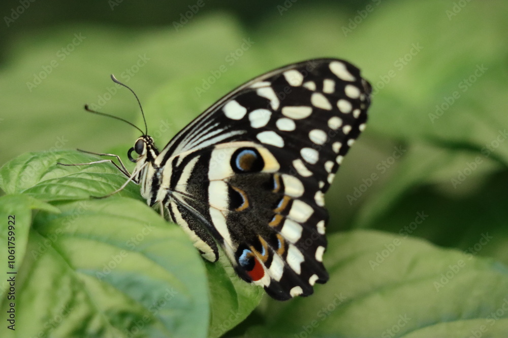 Fototapeta premium Close up black and white butterfly with geometric wings on a leaf