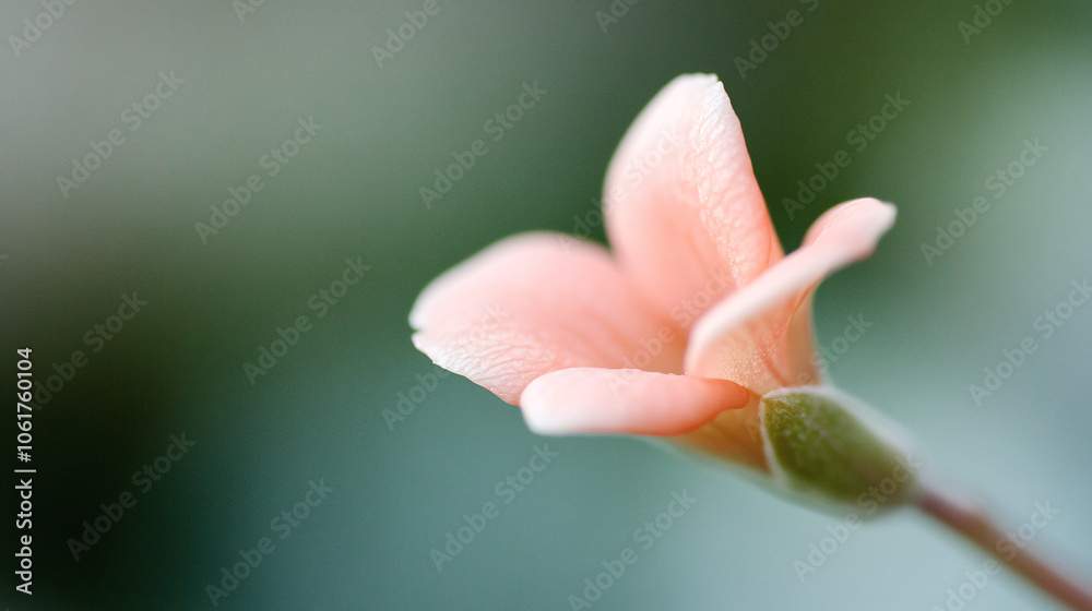 An up-close, macro shot of a flowering plant, the tiny petals gracefully curling around the center. Each color appears rich and pure, while the background blurs softly into green hues, lending a An up-close, macro shot of a flowering plant, the tiny petals gracefully curling around the center. Each color appears rich and pure, while the background blurs softly into green hues, lending a