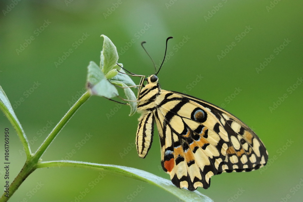 Fototapeta premium Close-Up of a Yellow Swallowtail Butterfly with Intricate Yelllow, Black and Orange Patterns on a Green Leaf