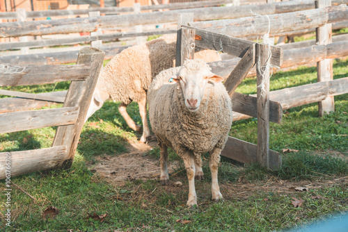 a sheep that lives on a farm
 photo