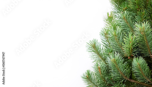 Fir tree branches nature forest pine