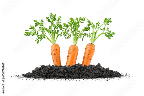 Fresh Carrots Growing in Rich Black Soil