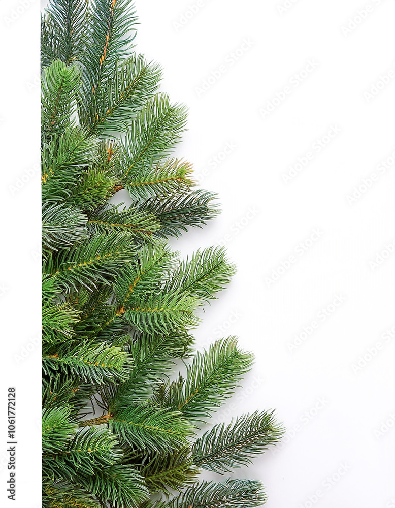 Fir tree branches nature forest pine Fir tree branches nature forest pine