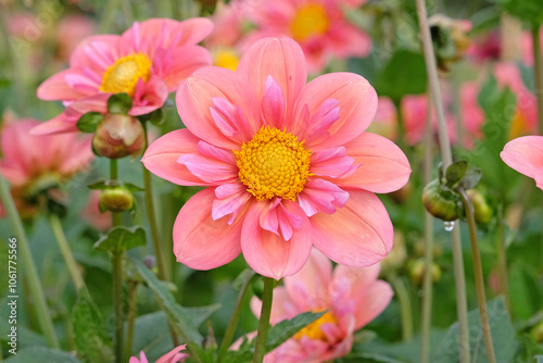 Pink collarette Dahlia ‘Strawberry Bon Bon’ in flower. photo