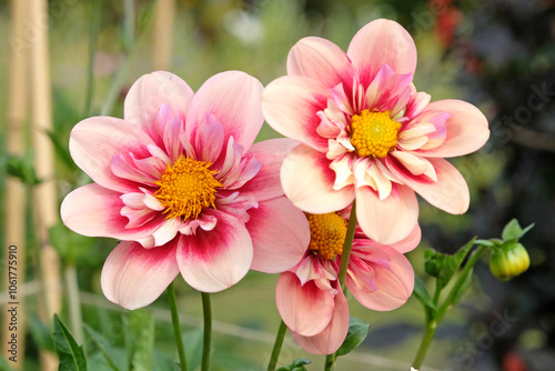 Pink and cream collarette dahlia ‘Rhubarb and Custard' in flower. photo