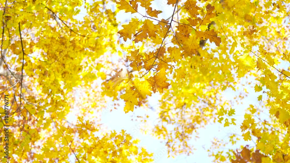 yellow-red autumn leaves on trees
yellow-red autumn leaves on trees