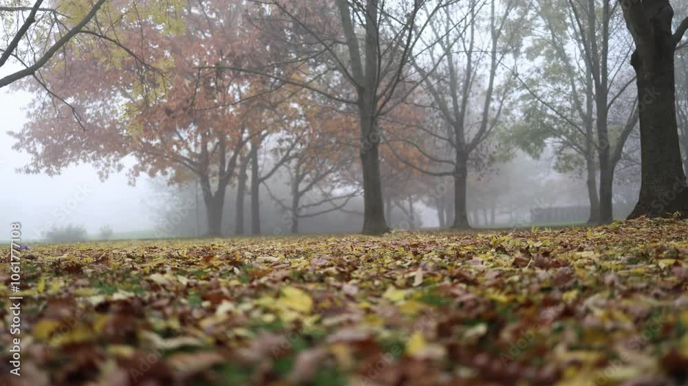 A serene autumn scene in a foggy park, with fallen leaves covering the ground and bare trees creating a quiet, reflective atmosphere. The soft fog enhances the sense of calm and solitude. A serene autumn scene in a foggy park, with fallen leaves covering the ground and bare trees creating a quiet, reflective atmosphere. The soft fog enhances the sense of calm and solitude.