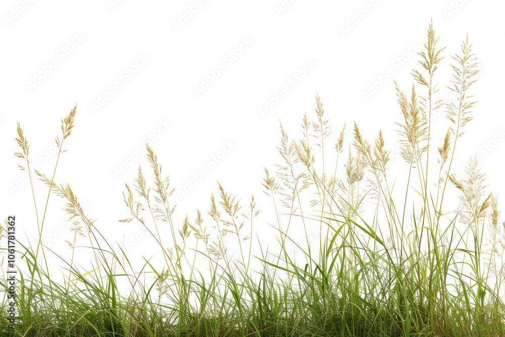 Native prairie grass plant white background tranquility. Native prairie grass plant white background tranquility.