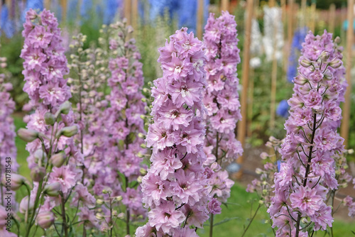 Pink Delphinium ‘Mini Pinks Mixed’ in flower
