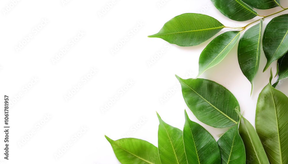 Fototapeta premium Cutout Panoramic green leaves foliage on side position provides copy space for text. background concept isolated white