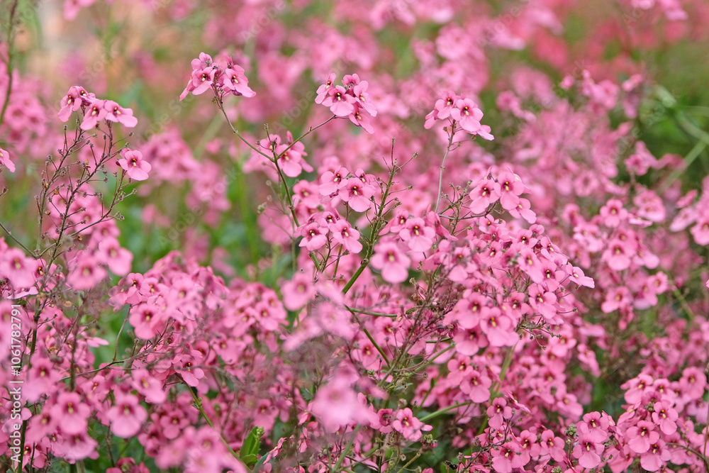 Pink Diascia personata, masked twinspur, in flower. Pink Diascia personata, masked twinspur, in flower.