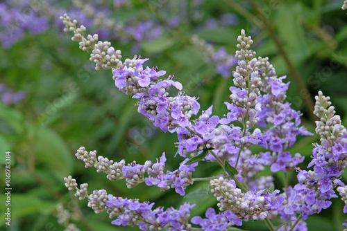 Lilac Purple Vitex agnus castus, or chaste tree in flower. .. photo