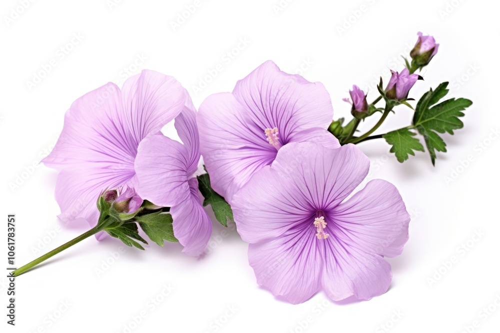 Obraz premium Blossom flower petal plant.