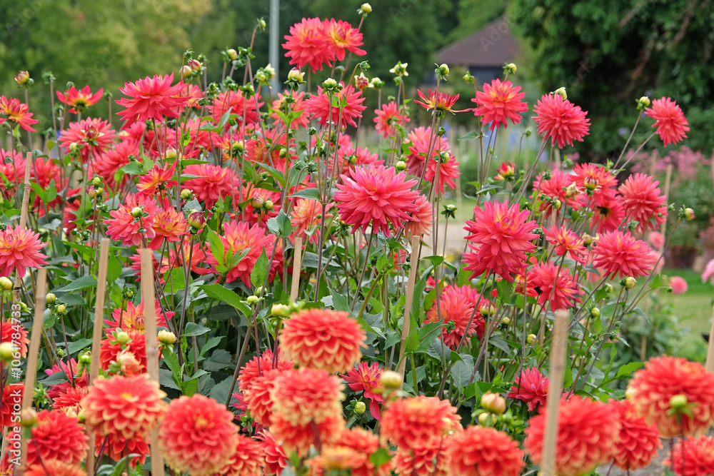 Bright Pink, orange peach and yellow decorative dahlia ‘Rainbow Silence’ in flower. Bright Pink, orange peach and yellow decorative dahlia ‘Rainbow Silence’ in flower.