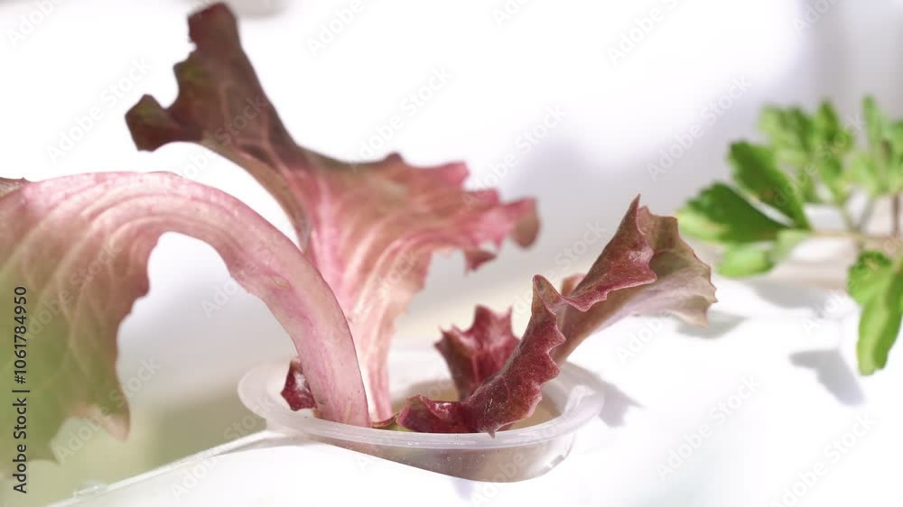 Close-up of lettuce growing in hydroponic cultivation.
Close-up of lettuce growing in hydroponic cultivation.