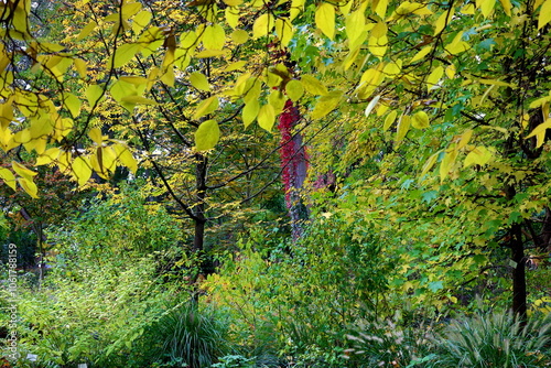 Herbstliche Bäume im Botanischen Garten in Freiburg photo