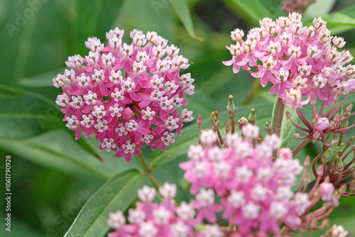 Pink Asclepias incarnata, the swamp milkweed, rose milkweed, rose milkflower, swamp silkweed, or white Indian hemp in flower.