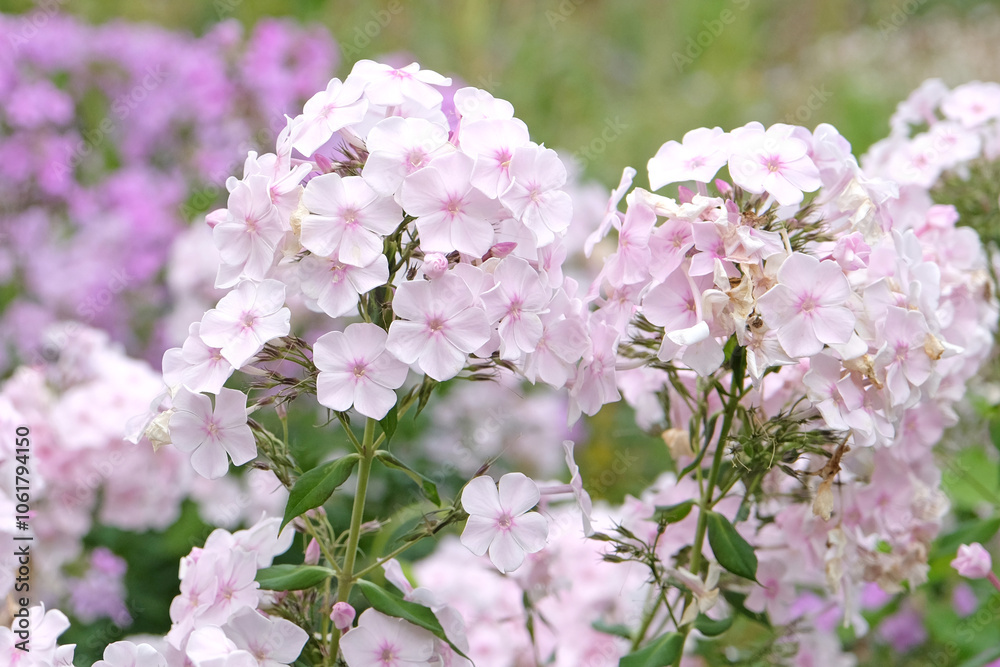 White and pink Phlox paniculata ‘Monica Lynden Bell’ in flower. White and pink Phlox paniculata ‘Monica Lynden Bell’ in flower.