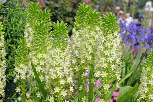 White cream Eucomis pole evansii, or giant pineapple lily, ‘White Goliath’ in flower. photo