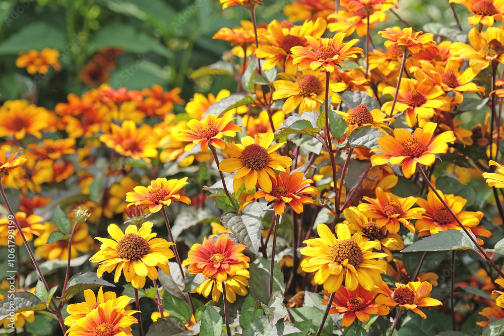 Red, orange, and yellow Heliopsis helianthoides, also known as oxeye sunflower or ox eye daisy ‘Bleeding Hearts’ in flower. Red, orange, and yellow Heliopsis helianthoides, also known as oxeye sunflower or ox eye daisy ‘Bleeding Hearts’ in flower.