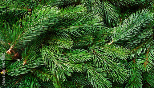 Fir tree branches nature forest pine Leaf, Creative background design, focus on the pile of fresh Fir tree branches nature forest pine