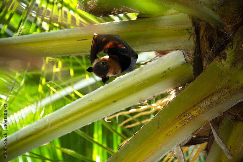 Flying fox hiding in the branches of a tree in the Maldives