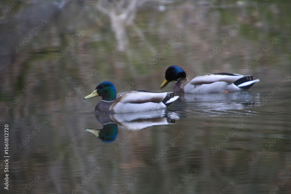Obraz premium Wild ducks swimming in a forest reservoir. In the forest complex of the Świętokrzyskie Mountains, in an unused quarry, there is a reservoir called Kamionka, dominated by beautiful wild flora and fauna