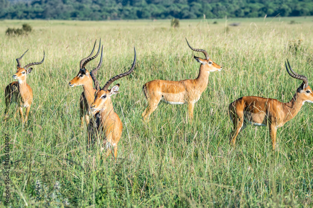 A herd of antelope standing in a lush grassy field, Nairobi National Park, Kenya A herd of antelope standing in a lush grassy field, Nairobi National Park, Kenya