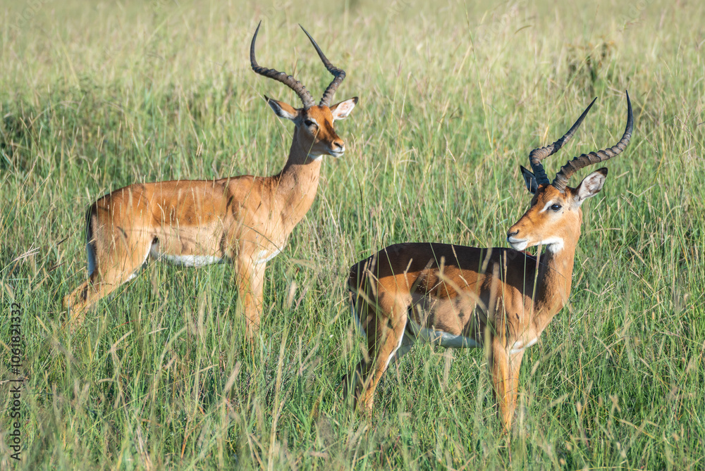 A herd of antelope standing in a lush grassy field, Nairobi National Park, Kenya A herd of antelope standing in a lush grassy field, Nairobi National Park, Kenya