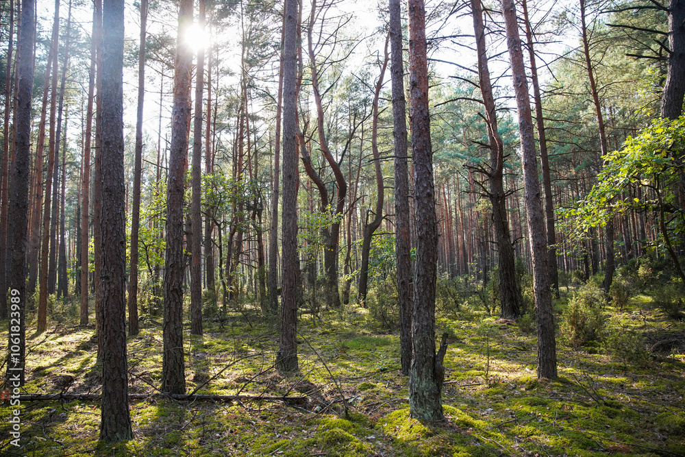 Obraz premium Natural Parc in Poland