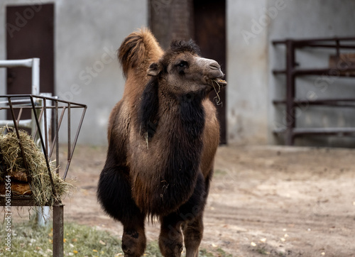 Bactrian Camels On Farm Exhibit Unique Beauty With Their Two Humps photo