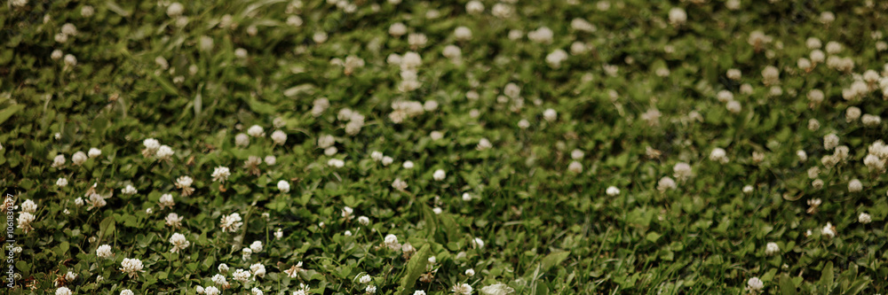 A field of white flowers with green grass. The flowers are scattered throughout the field, with some closer to the foreground and others further back A field of white flowers with green grass. The flowers are scattered throughout the field, with some closer to the foreground and others further back