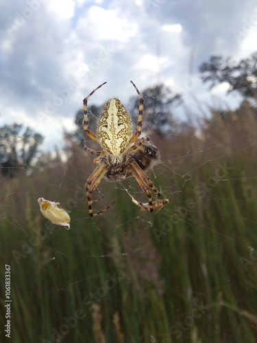 spider on cobweb with prey