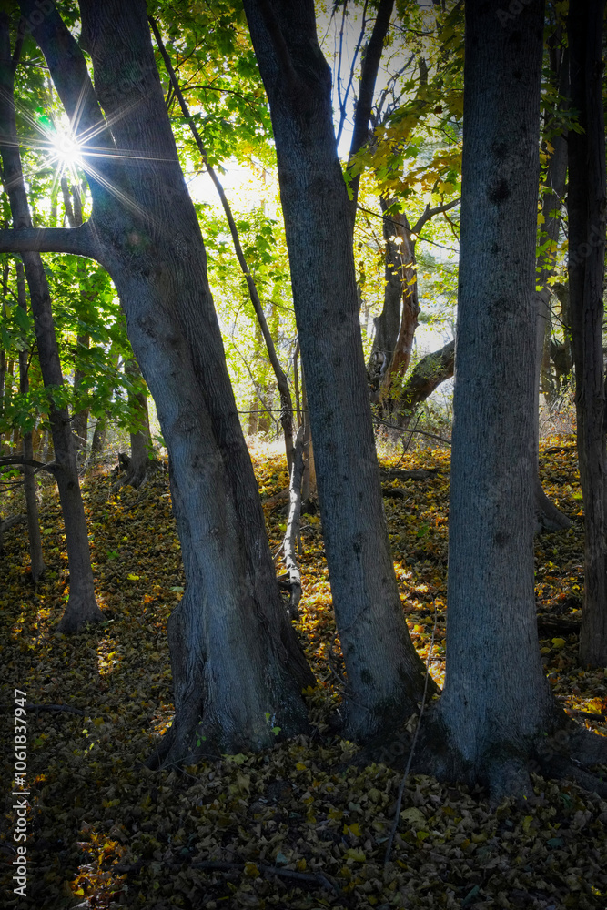 Obraz premium Fall scenery with sunshine and sun rays with leafs on the ground. Autumn scenes with trees and colorful leafs