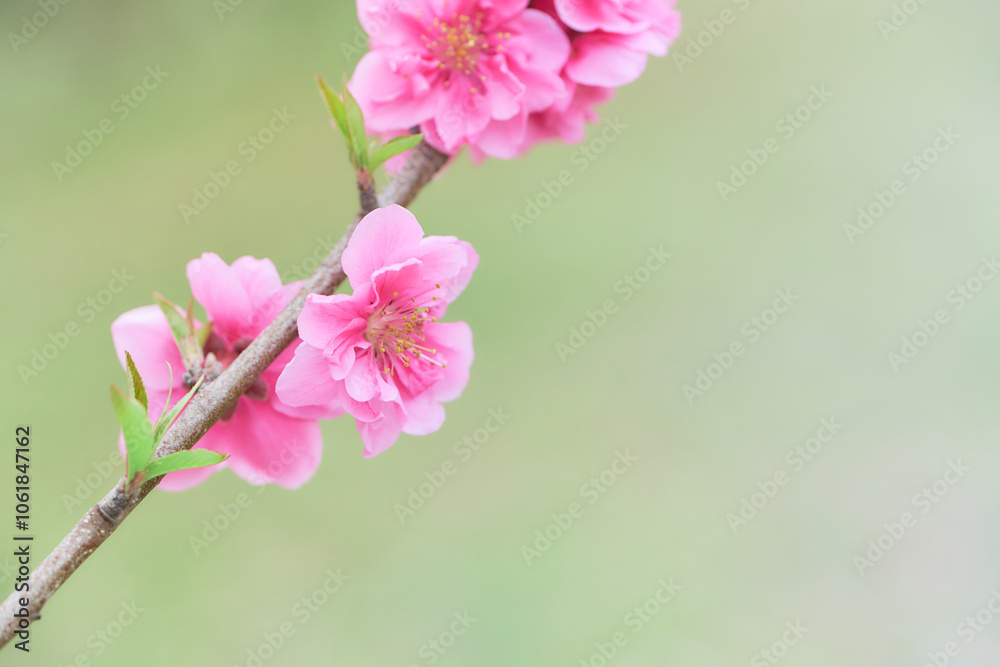 Obraz premium 緑色背景のたくさんの桃の花(ハナモモ)の枝アップ