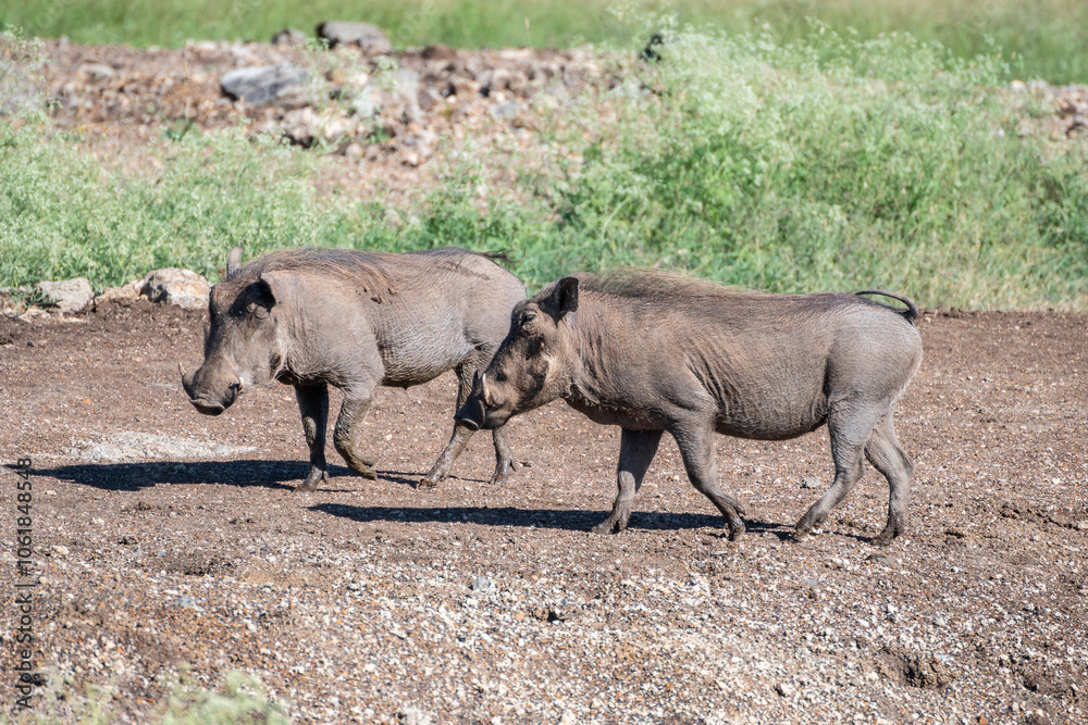 A wild warthog Phacochoerus africanus is walking through a dusty dirt field A wild warthog Phacochoerus africanus is walking through a dusty dirt field