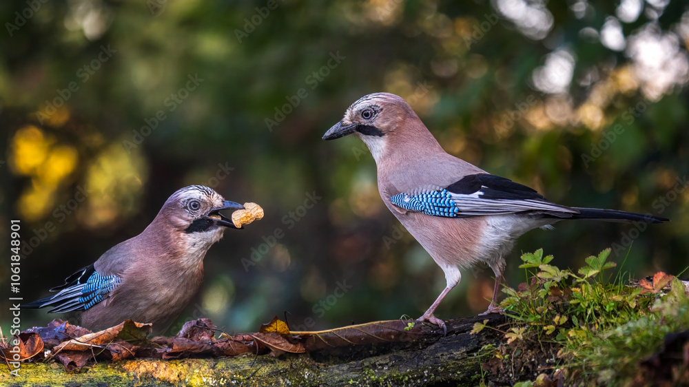bird bird