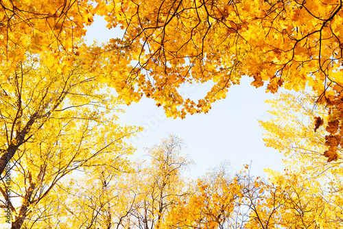 Photos A view to a deciduous boreal forest canopy during fall foliage in rural Estonia,