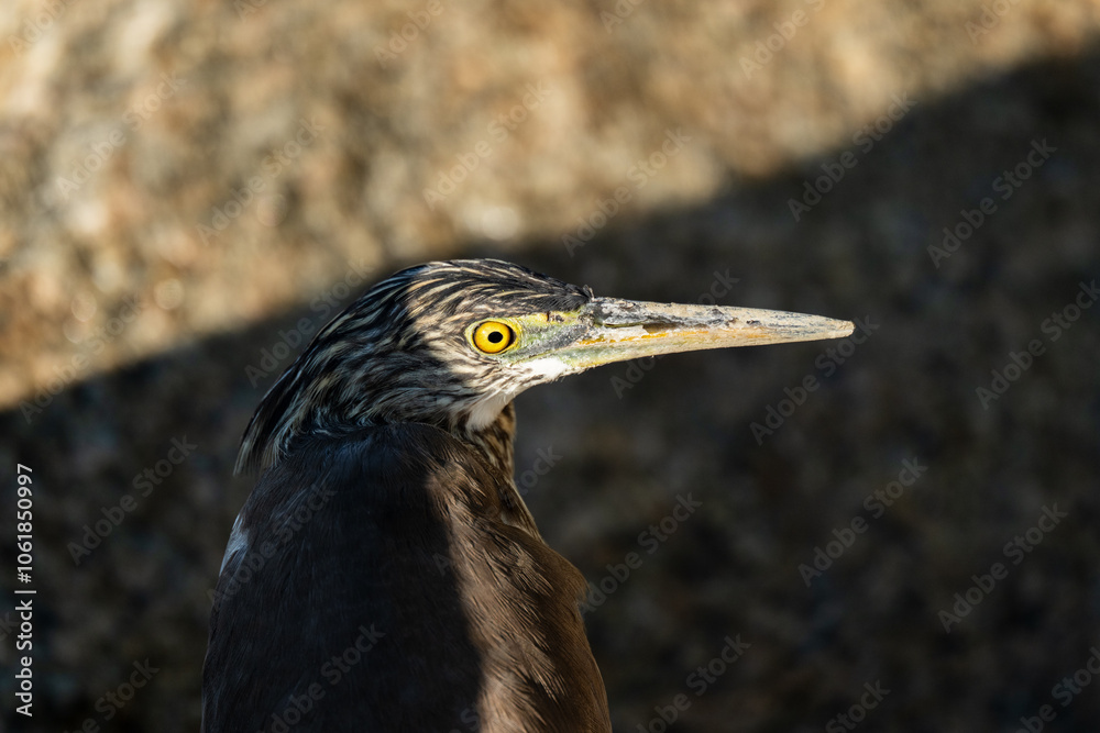 A heron hiding in the shadows. A heron hiding in the shadows.