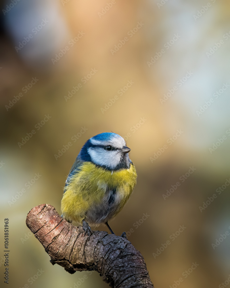 Obraz premium bird on a branch